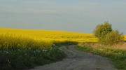 Zdjęcie Tygodnia. Krajobraz z kwitnącym rzepakiem w Sędławkach