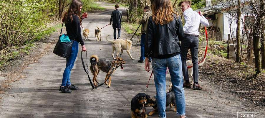 Wolontariusze podczas wyprowadzania psów ze schroniska
