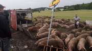 Pod Hartowcem przewróciła się naczepa z trzodą chlewną. 180 świń uciekło w pole 