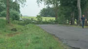 Wiatr powalił kilka drzew. Interweniowali strażacy