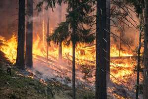 Za większość pożarów lasów odpowiada człowiek