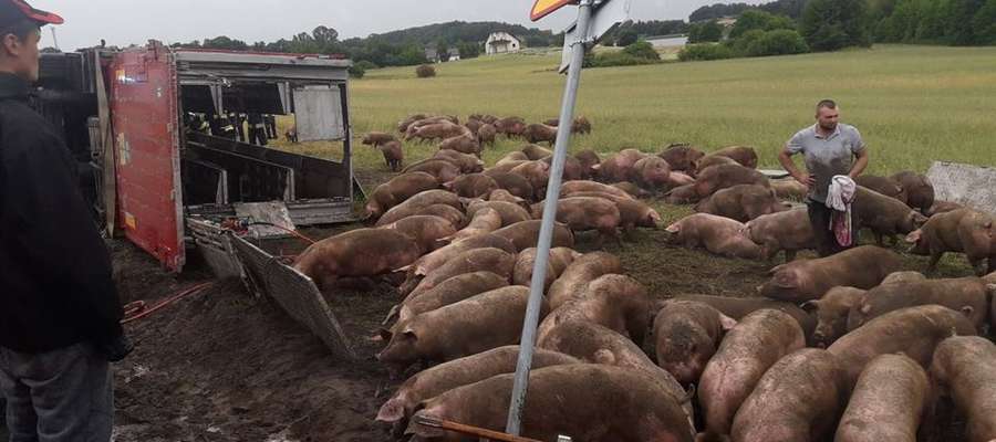 Z naczepy tira wydostało się 180 świń