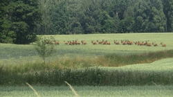 Stado jeleni w okolicach Żardyn (miedzy Lejdami a Posłuszem).