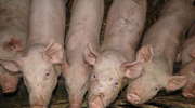 
Pomoc producentom świń i nie tylko.
