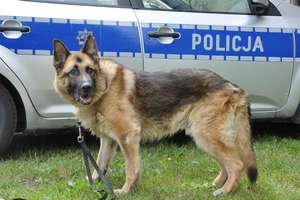 Olsztyńscy policjanci z pomocą psa służbowego odnaleźli zaginionego 61-latka