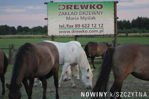 Rodzinna firma z końmi w tle
