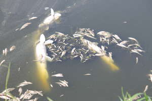 Tysiące śniętych ryb w rezerwacie 