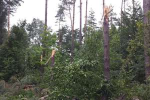 Zakaz wstępu do lasu w Nadleśnictwie Miłomłyn. Obowiązuje do odwołania 