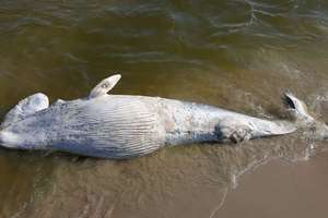 Martwy wieloryb znaleziony na plaży na Mierzei Wiślanej [film]