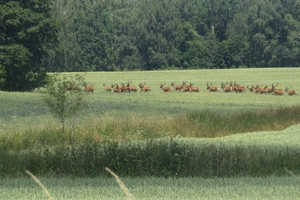 Zdjęcie Tygodnia. Stado jeleni w okolicach Żardyn