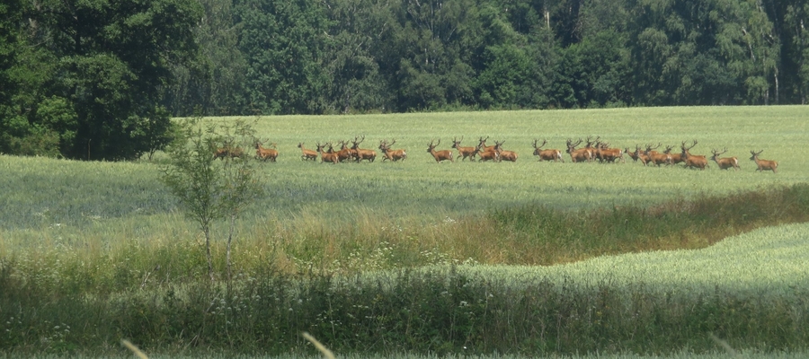 Stado jeleni w okolicach Żardyn (miedzy Lejdami a Posłuszem).