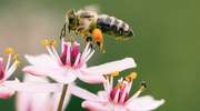 GIS radzi jak postępować po użądleniu osy, pszczoły i szerszenia!