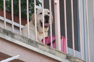 Pies spędził na balkonie kilka godzin. Zareagowali sąsiedzi