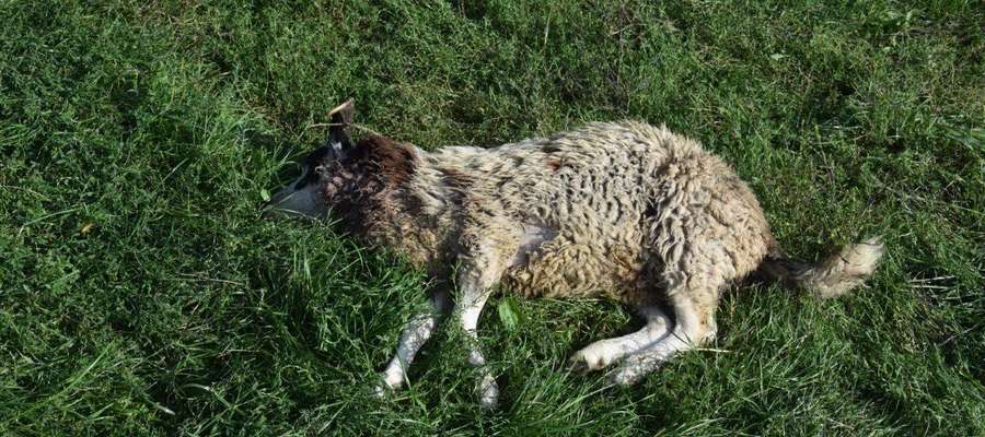— Wilki zagryzły owce w gospodarstwie pod Olsztynem