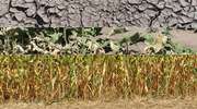 Pomoc suszowa – uprawy rolne