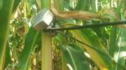Metalowe pułapki na polach kukurydzy zmorą rolników 
