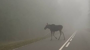 Zdjęcie Tygodnia. Łoś na drodze