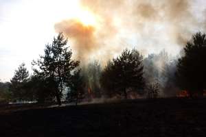Dromadery pomagały gasić duży pożar w gminie Łukta 