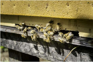 Gietrwałd: gmina przyjazna pszczołom