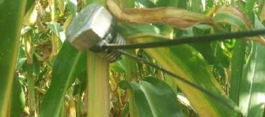 Pułapki na polach kukurydzy są zmorą rolników