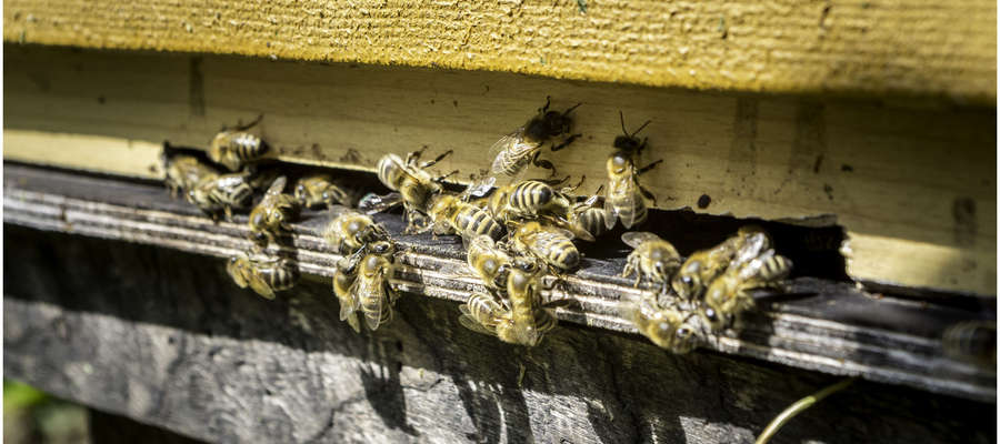 Pszczoły