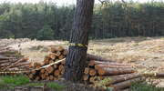 Tragedia podczas wycinki drzewa. Nie żyje 46-letni mężczyzna