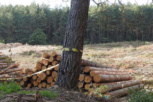 Tragedia podczas wycinki drzewa. Nie żyje 46-letni mężczyzna