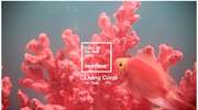 Living Coral: kolor 2019 Pantone. Optymizm, świeżość i energia