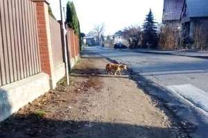 Właścicielu zaopiekuj się psem, który biega po Łąkorzu 