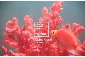 Living Coral: kolor 2019 Pantone. Optymizm, świeżość i energia