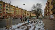 Nowe drzewa przy olsztyńskich ulicach