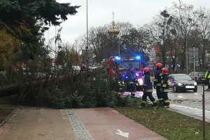 Wiatr wyrwał drzewo przy ulicy Nowowiejskiej