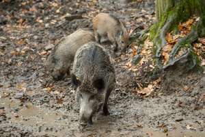 Odstrzał dzików - Komunikat Głównego Lekarza Weterynarii