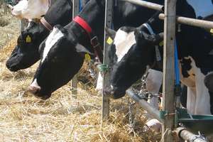 Organizacje mleczarskie z Polski i Ukrainy chcą współpracować