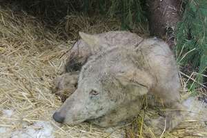 Kolejny wilk trafił na rehabilitację do ośrodka w Napromku