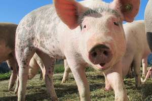 Zalewo w żółtej strefie zagrożenia afrykańskim pomorem świń