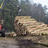 Na Mierzei wycięli 10 tysięcy drzew pod planowany przekop
