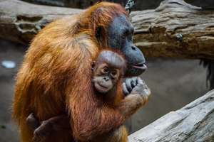 Olej palmowy a życie orangutanów. Co wybrać?