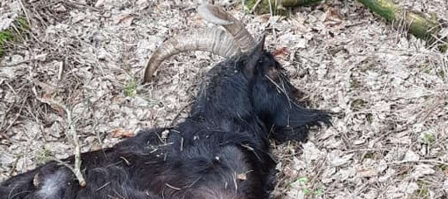 Martwe zwierze znalezione w strzegowskim lesie to młody muflon 