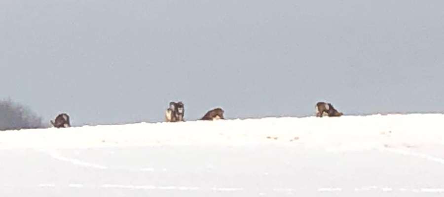 Muflony przechadzające się po Wzgórzach Dylewskich sfotografował nasz czytelnik