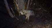 Leśnicy uratowali rannego wilka z kłusowniczego wnyka [ZDJĘCIA]