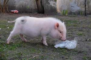 Ryjek – świnka w centrum Olsztyna [ZDJĘCIA]