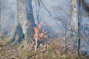 Spłonęło 20 tysięcy metrów kwadratowych lasu! [Aktualizacja+zdjęcia]