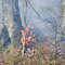 Spłonęło 20 tysięcy metrów kwadratowych lasu! [Aktualizacja+zdjęcia]