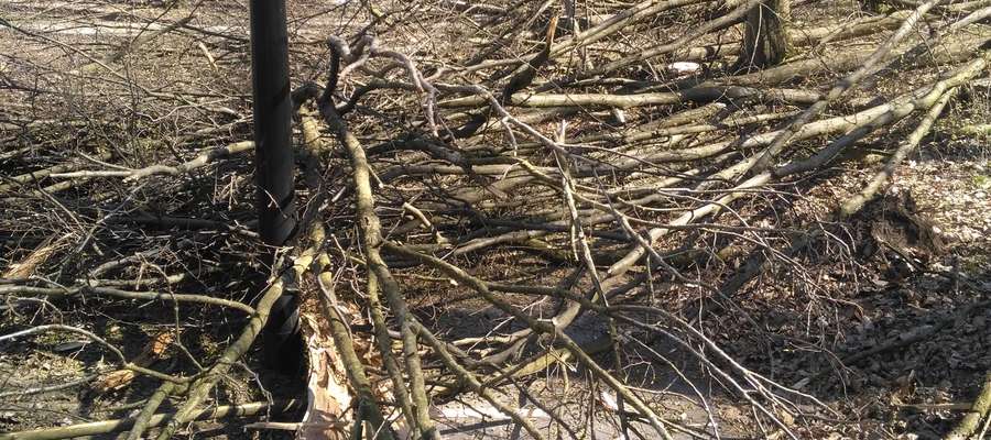 Złamane drzewo usunięto ze ścieżki, ale pozostawiono je w Lasku Miejskim. Dlaczego? Tłumaczymy w artykule