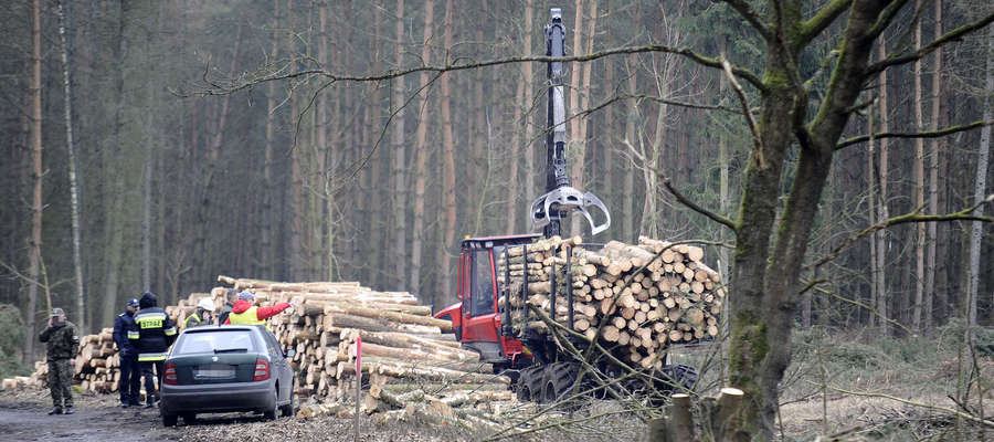 W miejscu planowanego przekopu w lutym wycięto ok. 10 tysięcy sztuk drzew 