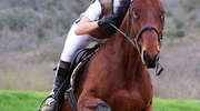 Zawody Jeździeckie w Skokach przez Przeszkody w Sulimach