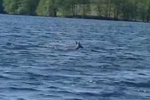 W jednym z jezior w Olsztynie pływała... sarna! [VIDEO]