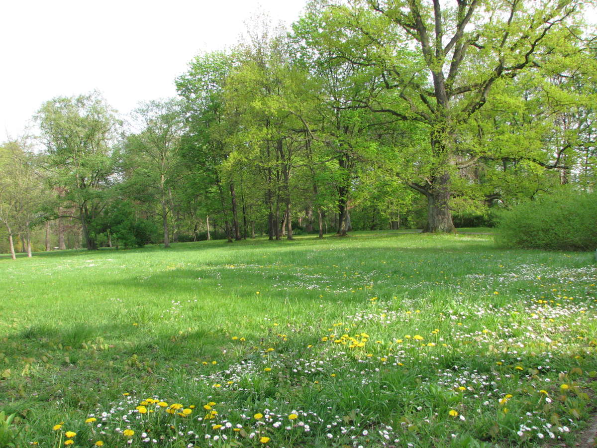 Łąka kwietna w parku