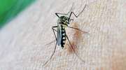Czy ukąszeń komarów trzeba się bać? Plaga komarów w Polsce